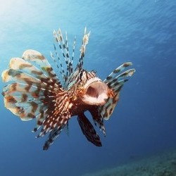 Green Fig and Lionfish